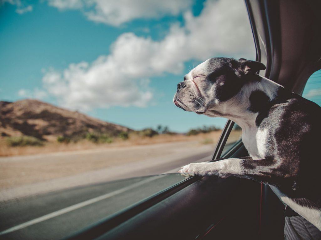 Happy dog looking out of car window.